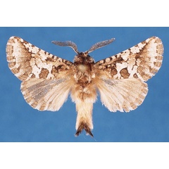 /filer/webapps/moths/media/images/A/albitorquata_Arbelodes_AM_MWM_K61hJqb.jpg