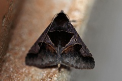 Anoba disjuncta