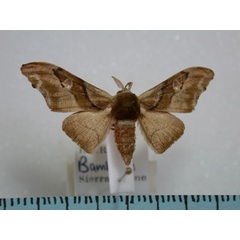 /filer/webapps/moths/media/images/F/fasciata_Gongropteryx_A_Revell_02.jpg
