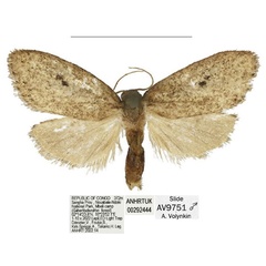 /filer/webapps/moths/media/images/C/clavata_Spatulosia_HT_ANHRT.jpg