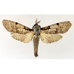 /filer/webapps/moths/media/images/S/squameus_Aethalopteryx_AM_TMSA_02.jpg