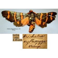 /filer/webapps/moths/media/images/E/erythropyga_Arichalca_HT_SNHMa.jpg