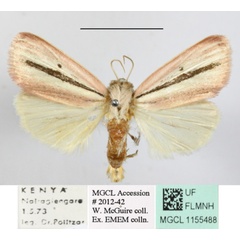 /filer/webapps/moths/media/images/B/bimaculata_Timora_A_MGCLa_01.JPG
