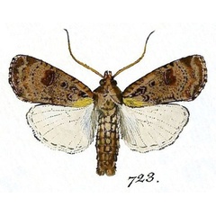 /filer/webapps/moths/media/images/T/trux_Agrotis_Hubner_723.jpg