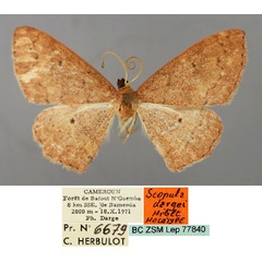 /filer/webapps/moths/media/images/D/dargei_Scopula_HT_ZSM_01.jpg