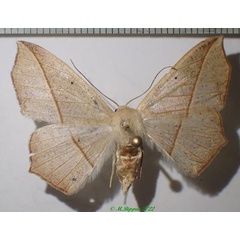 /filer/webapps/moths/media/images/H/harmonia_Psilocerea_AF_Bippus.jpg