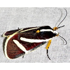 /filer/webapps/moths/media/images/F/fervida_Aegocera_A_Braun_17.jpg