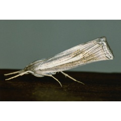 /filer/webapps/moths/media/images/C/chrysographellus_Ancylolomia_A_Roland_01_8NaEM2P.jpg