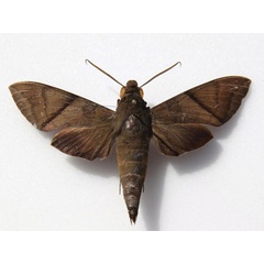 /filer/webapps/moths/media/images/A/aequivalens_Nephele_A_Goff.jpg