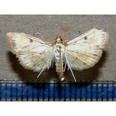 /filer/webapps/moths/media/images/V/verminalis_Herpetogramma_A_Goffa_02.jpg