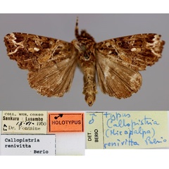 /filer/webapps/moths/media/images/R/renivitta_Callopistria_HT_RMCA_01.jpg