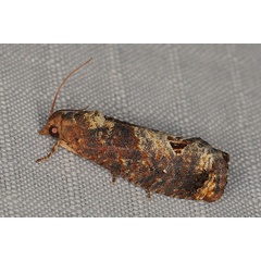 /filer/webapps/moths/media/images/P/peltastica_Cryptophlebia_A_Heynsa.jpg