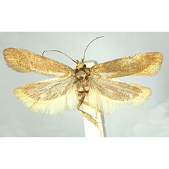 /filer/webapps/moths/media/images/O/ochroxantha_Scrobipalpa_HT_TMSA.jpg