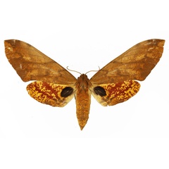 /filer/webapps/moths/media/images/S/stigmatica_Platysphinx_AF_Basquin_01.jpg