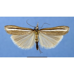 /filer/webapps/moths/media/images/H/hillmani_HTm.jpg