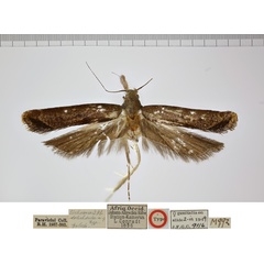 /filer/webapps/moths/media/images/D/dolichaula_Dichomeris_HTF_NHMUK.jpg