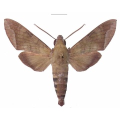 /filer/webapps/moths/media/images/C/comma_Nephele_AM_EMEM_01.jpg