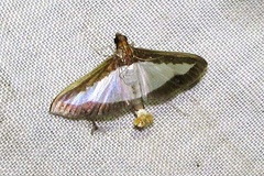 Diaphania indica