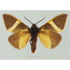 /filer/webapps/moths/media/images/S/staudingeri_Fodinoidea_AM_Basquinb.jpg