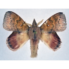 /filer/webapps/moths/media/images/F/fuscofasciata_Leipoxais_AM_NHMO_01.jpg