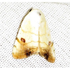 /filer/webapps/moths/media/images/A/albago_Xanthodes_A_Braun_18.jpg