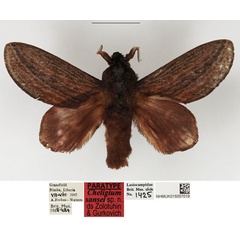 /filer/webapps/moths/media/images/S/sansei_Cheligium_PTM_NHMUK_01.jpg