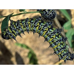 /filer/webapps/moths/media/images/Z/zambesina_Gonimbrasia_C_Wolfe.jpg