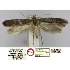 /filer/webapps/moths/media/images/S/stichocentra_Plutella_PLTF_NHMUK.jpg