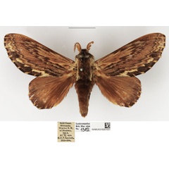 /filer/webapps/moths/media/images/F/fulgurata_Lasiocesa_AM_NHMUK_02.jpg