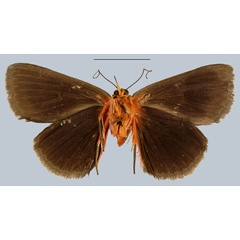 /filer/webapps/moths/media/images/T/tamsi_Calesia_HT_MNHNb.jpg