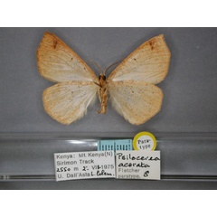 /filer/webapps/moths/media/images/A/acerata_Psilocerea_PT_RMCA_02.jpg