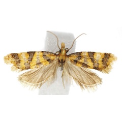 /filer/webapps/moths/media/images/P/phalarocosma_Phalarotortrix_AM_ISEA.jpg