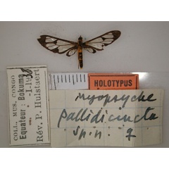 /filer/webapps/moths/media/images/P/pallidicincta_Myopsyche_HT_RMCA_01.jpg