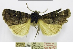 Athetis alternata