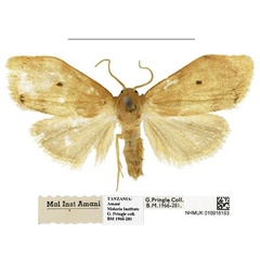 /filer/webapps/moths/media/images/U/usambara_Spatulosia_HT_NHMUK.jpg