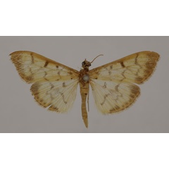 /filer/webapps/moths/media/images/B/balteata_Pleuroptya_A_BMNH.jpg