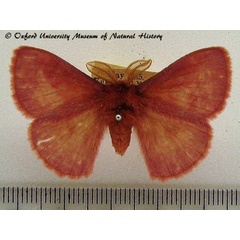 /filer/webapps/moths/media/images/R/rosea_Decachorda_A_OUMNH_01.JPG