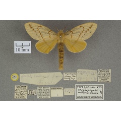 /filer/webapps/moths/media/images/W/wilsoni_Chrysopsyche_PTF_OUMNHa_03.jpg