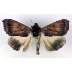 /filer/webapps/moths/media/images/F/finifascia_Ophiusa_AM_RMCA.jpg
