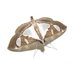 /filer/webapps/moths/media/images/P/perspicillalis_Diaphania_A_Heyns_02.jpg