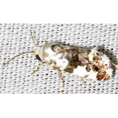 /filer/webapps/moths/media/images/I/insocia_Metapioplasta_A_Braun_12.jpg