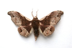 Sphingomima cinereomarginata