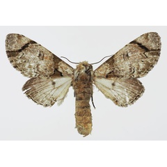 /filer/webapps/moths/media/images/S/senex_Thiacidas_AF_Basquin.jpg