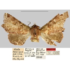 /filer/webapps/moths/media/images/H/hayesi_Eutelia_HT_MNHN.jpg