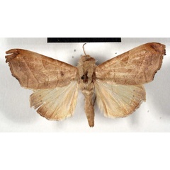 /filer/webapps/moths/media/images/T/tristictica_Dentilymnia_PTM_RMCA.jpg