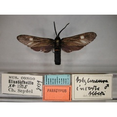 /filer/webapps/moths/media/images/I/incerta_Alystoneura_PT_RMCA_01.jpg