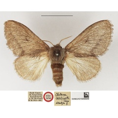 /filer/webapps/moths/media/images/C/cardinalli_Chilena_AT_NHMUK.jpg