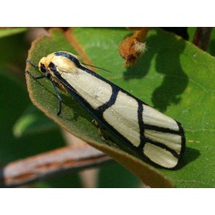 /filer/webapps/moths/media/images/C/cyanogramma_Anaphosia_A_Wursten.jpg