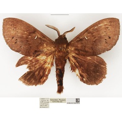 /filer/webapps/moths/media/images/S/stigmatica_Pachymetoides_AM_NHMUK.jpg