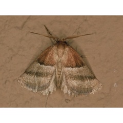 /filer/webapps/moths/media/images/I/intacta_Halseyia_A_Roland.jpg